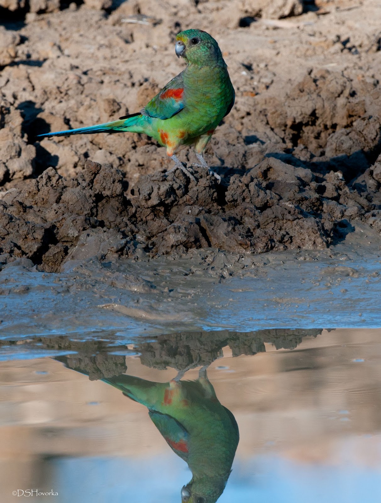 a parrot near water